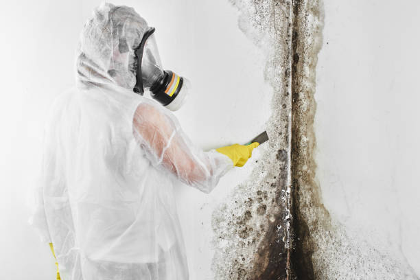 Best Professional Mold Removal  in Fredonia, AZ