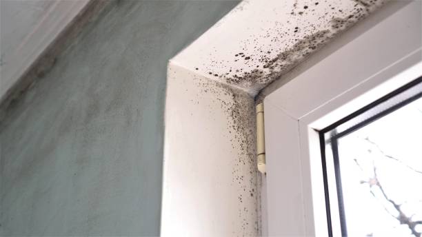 Best Office Mold Removal Services  in Fredonia, AZ