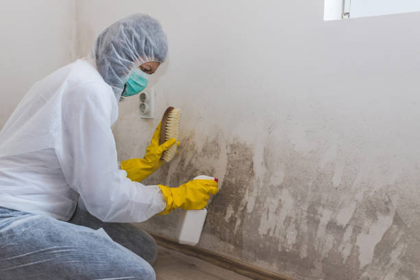 Best Same-Day Mold Removal  in Fredonia, AZ