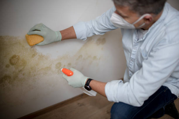 Best Local Mold Removal Service  in Fredonia, AZ