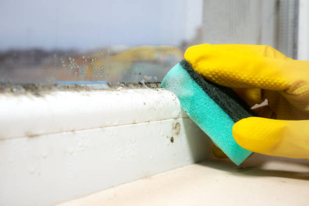 Best Certified Mold Removal  in Fredonia, AZ