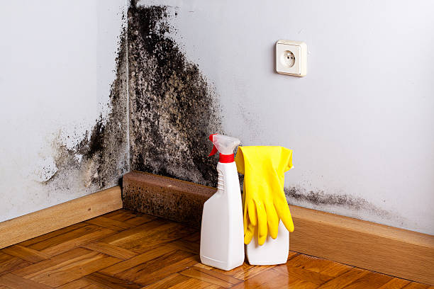 Trusted Fredonia, AZ Mold Removal Experts